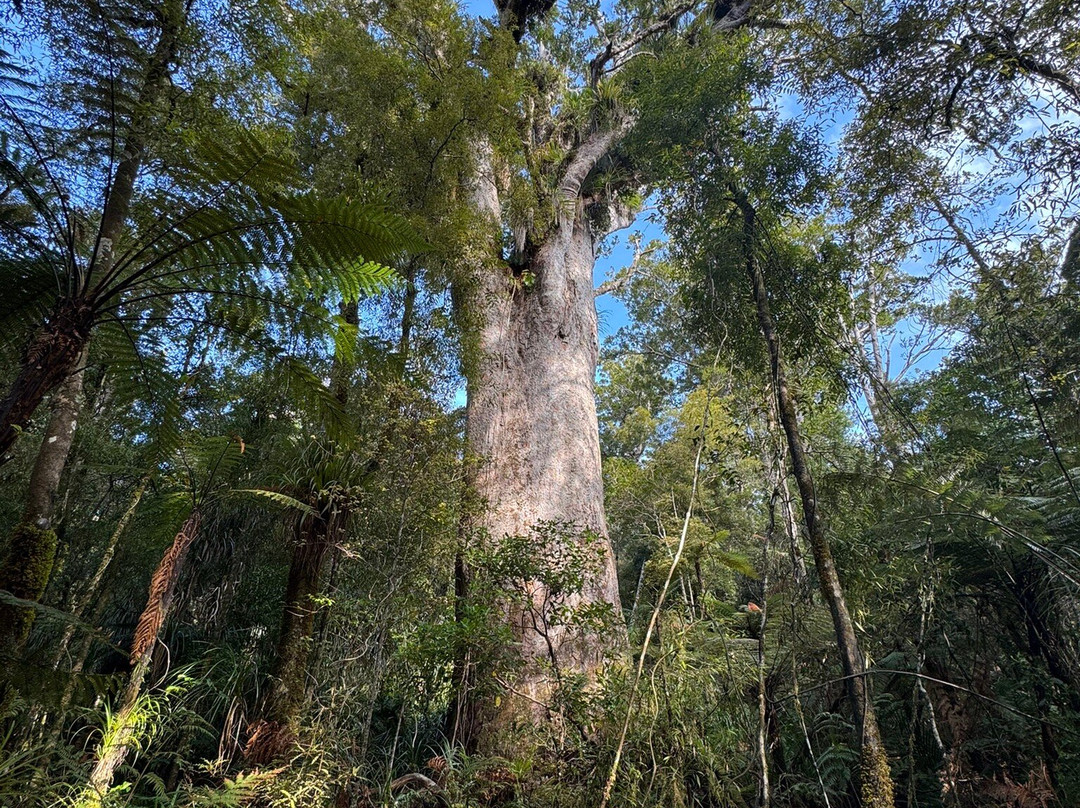 Trounson Kauri Park-达格维尔必去景点