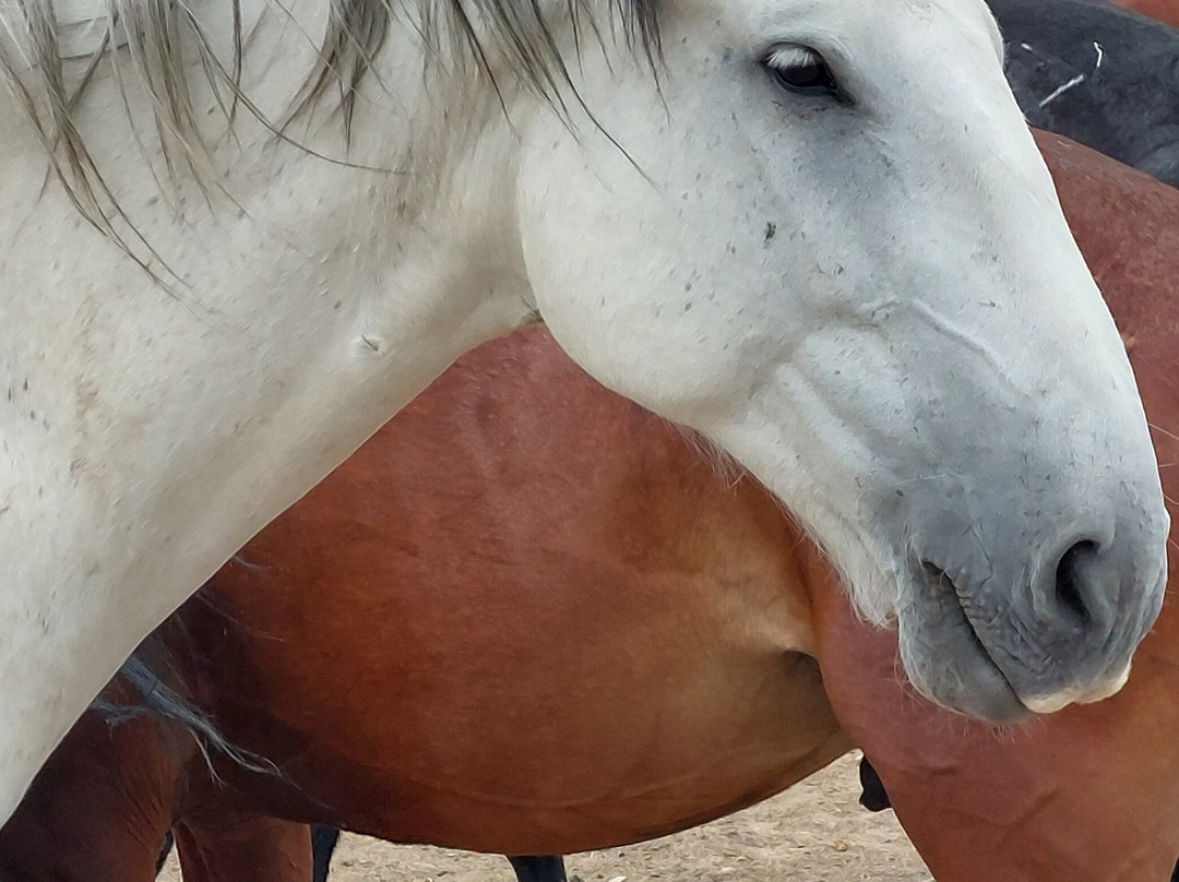 Wind River Wild Horse Sanctuary-兰德尔必去景点