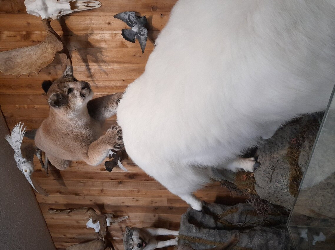 Canadian Wildlife Museum and Gift Shop-弗农必去景点