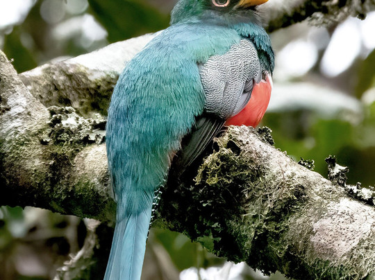 Llamingo Travel-基多必去景点