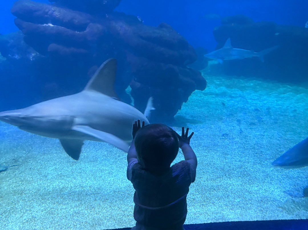 巴尔马水族馆-马洛卡帕尔马必去景点