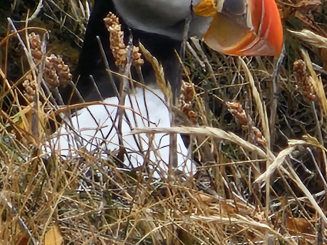 The Elliston Puffin Site-Elliston必去景点
