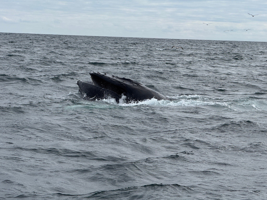 Atlantic Whale and Wildlife Tours-Courtmacsherry必去景点