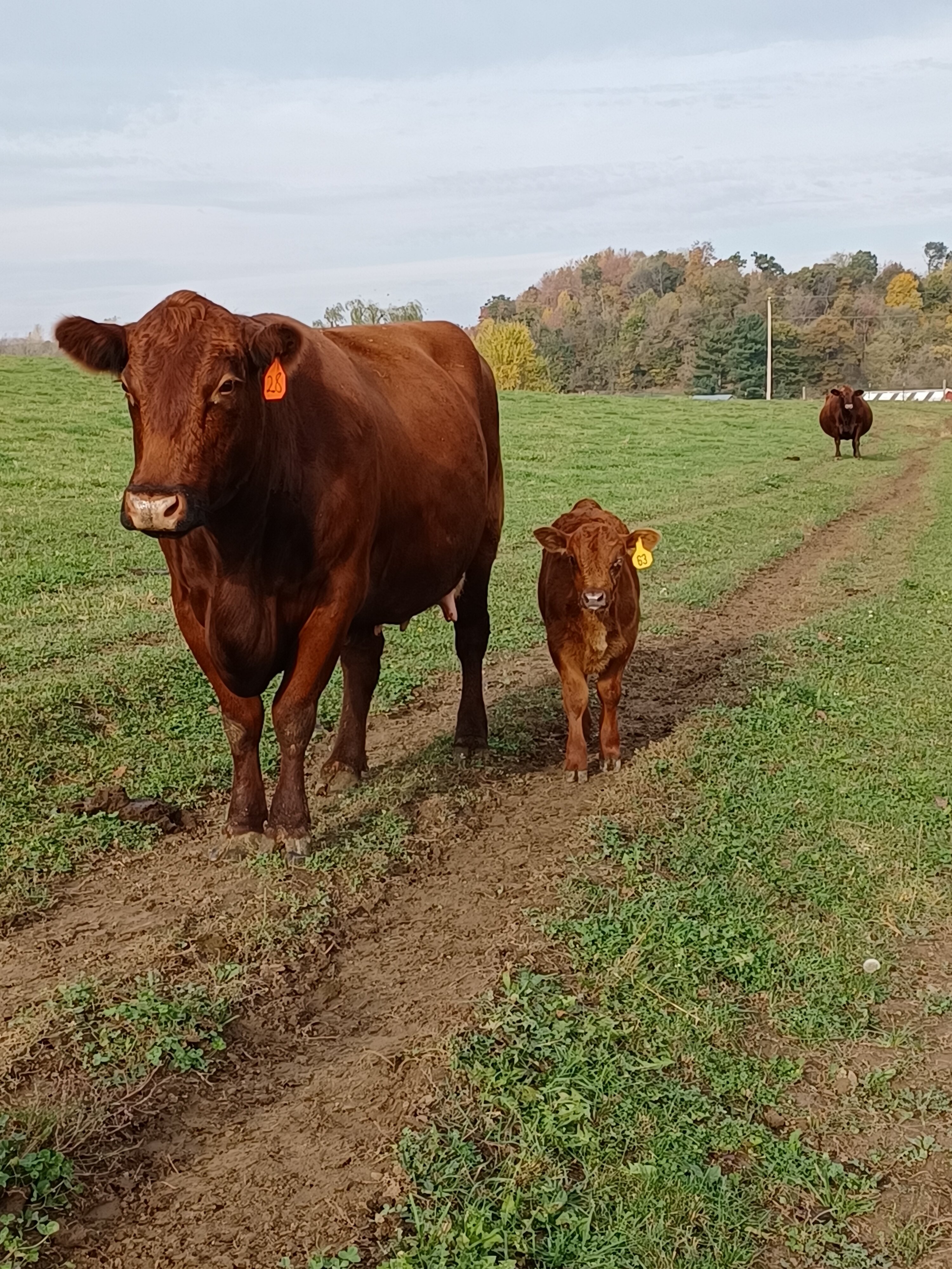 Valley Springs Farm Bed & Breakfast-官方