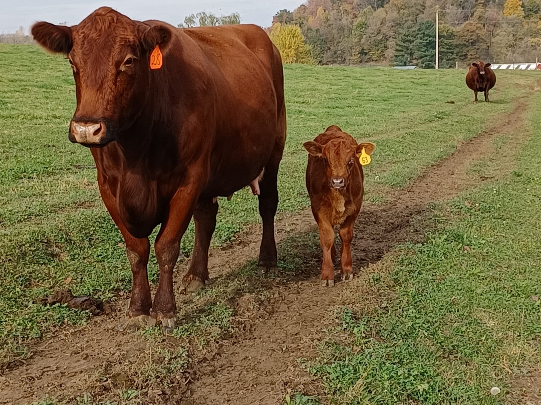 Valley Springs Farm Bed & Breakfast主图