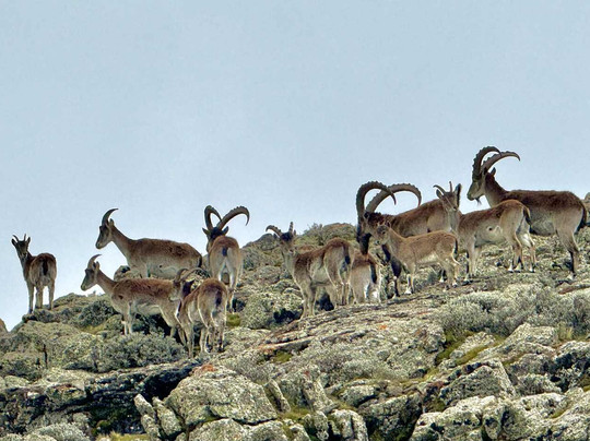 Ethiopian Wolf Trekking-Debark必去景点