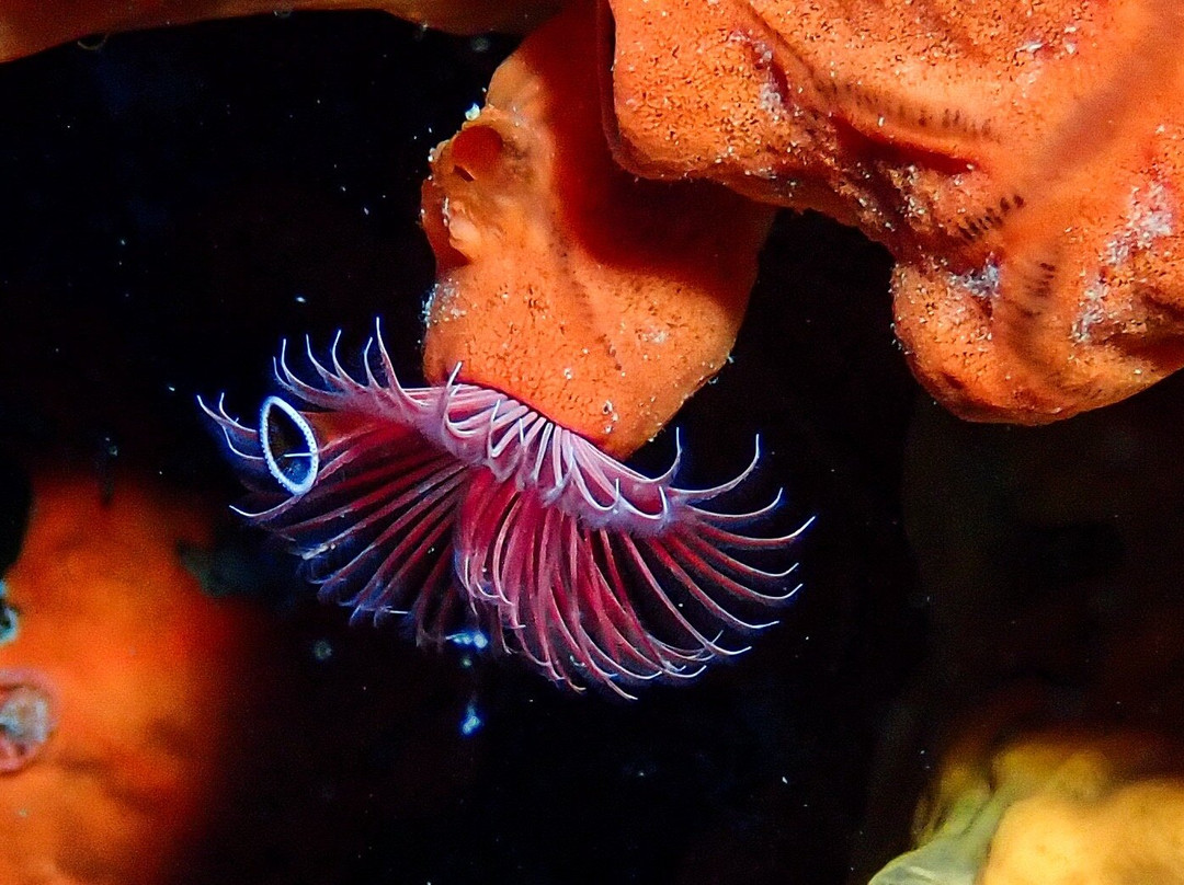 Evelin Dive Center-Platanias必去景点
