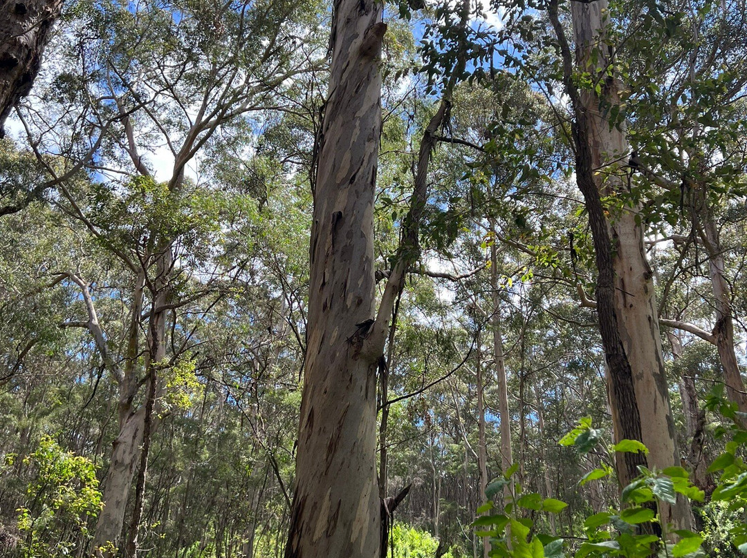 Ecoadventures Margaret River-Boranup必去景点