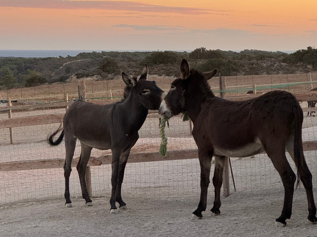 Happy Ears Donkey Sanctuary-Lachania必去景点