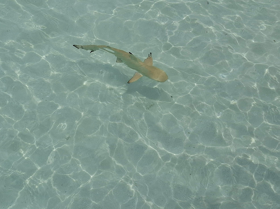 Gadifuri - Kedhigandu Causeway-Gadifuri必去景点
