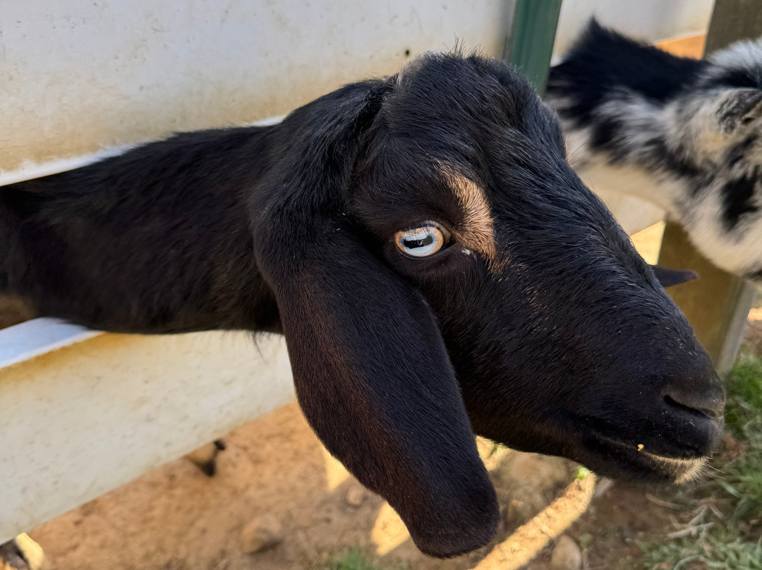 Winchester Creek Farm-韦恩斯维尔必去景点