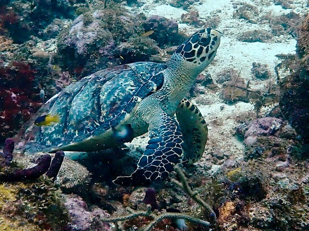 Deefer Diving Carriacou-Hillsborough必去景点