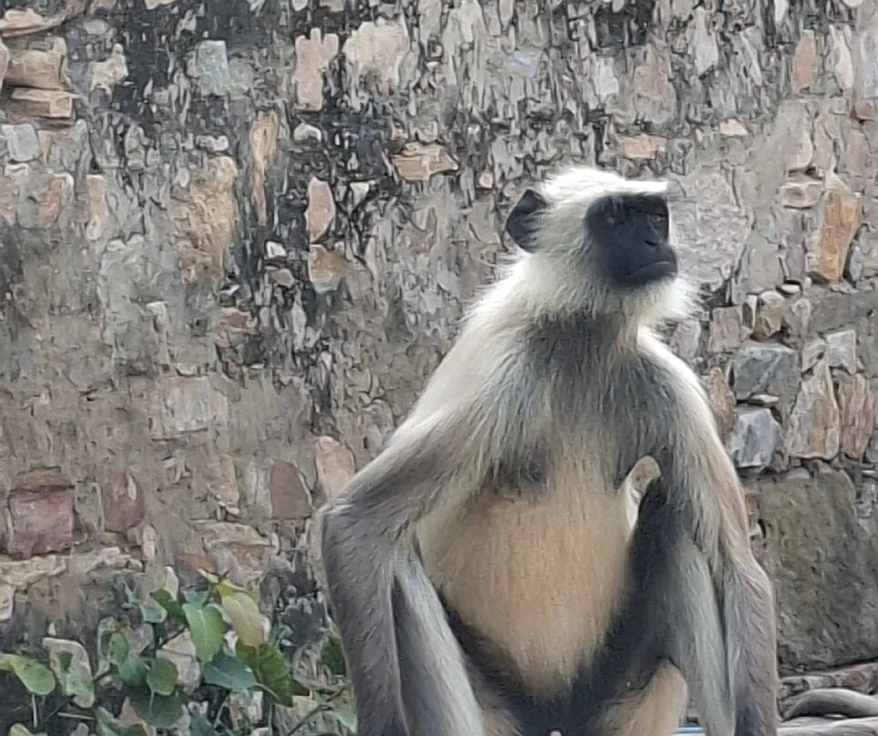 My Rajasthan Trip-斋蒲尔必去景点