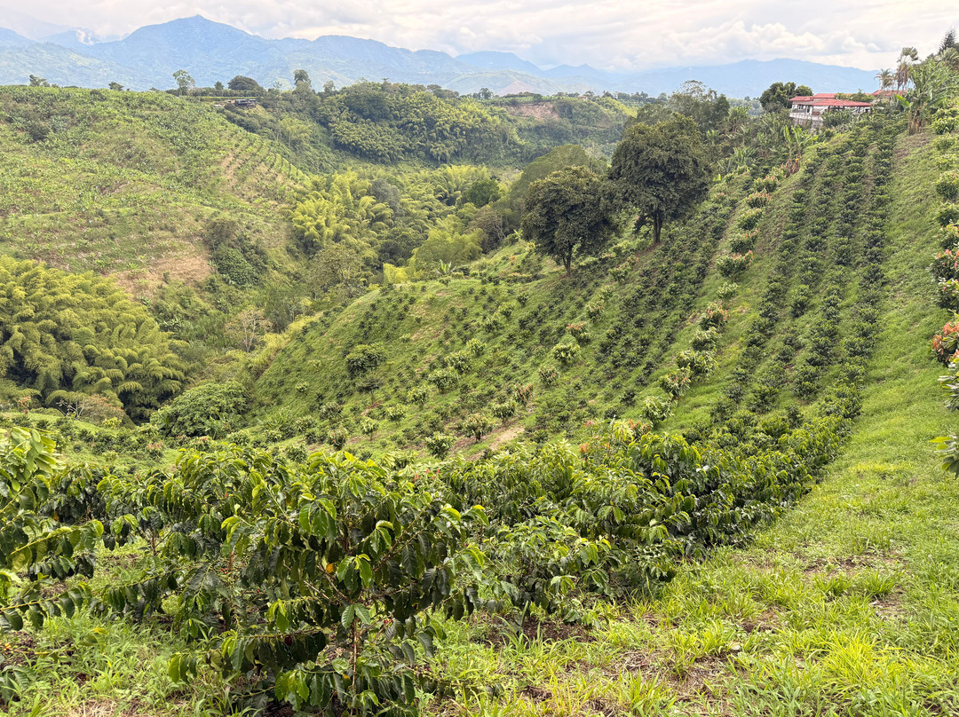 Finca Las Palmitas - Quindio-亚美尼亚必去景点