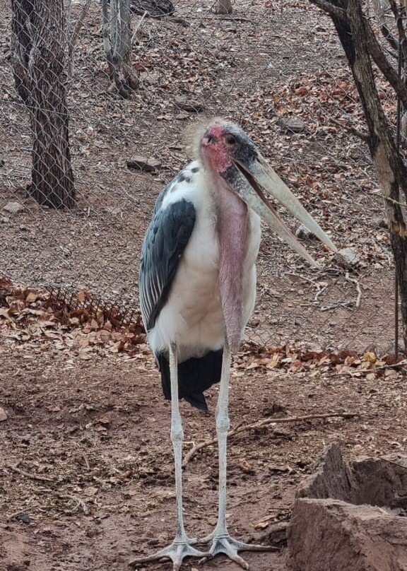 CARACAL Biodiversity Center-卡萨尼必去景点