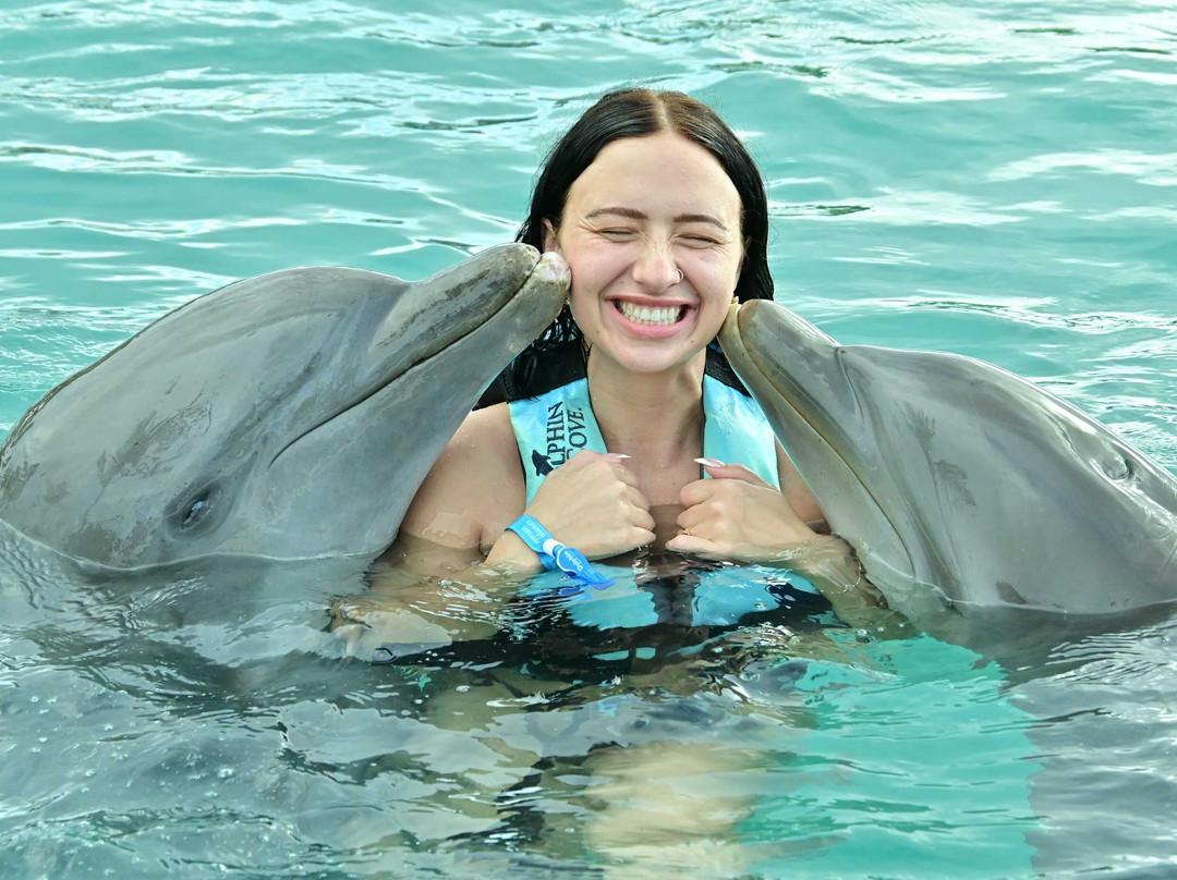 Dolphin Discovery Grand Cayman-西湾必去景点