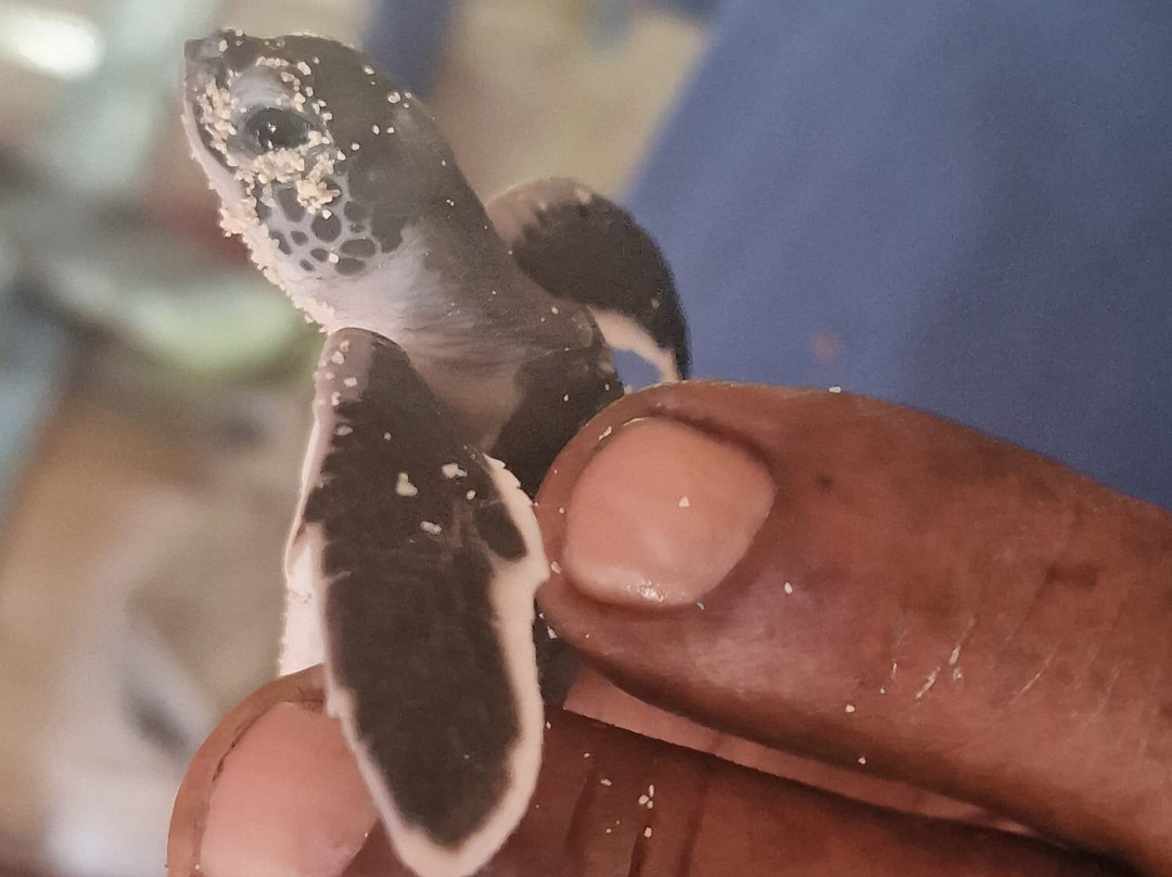 Mariposa Tours-Bayahibe必去景点