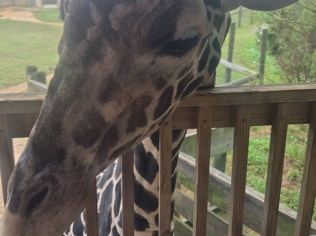 Alabama Gulf Coast Zoo-格尔夫海岸必去景点