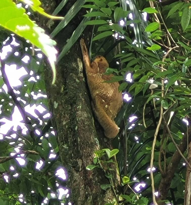 Bako National Park-古晋必去景点