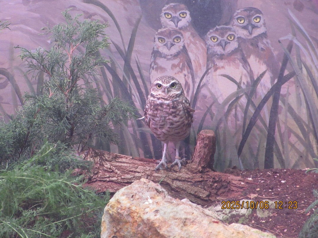 Assiniboine Park Zoo-温尼伯必去景点