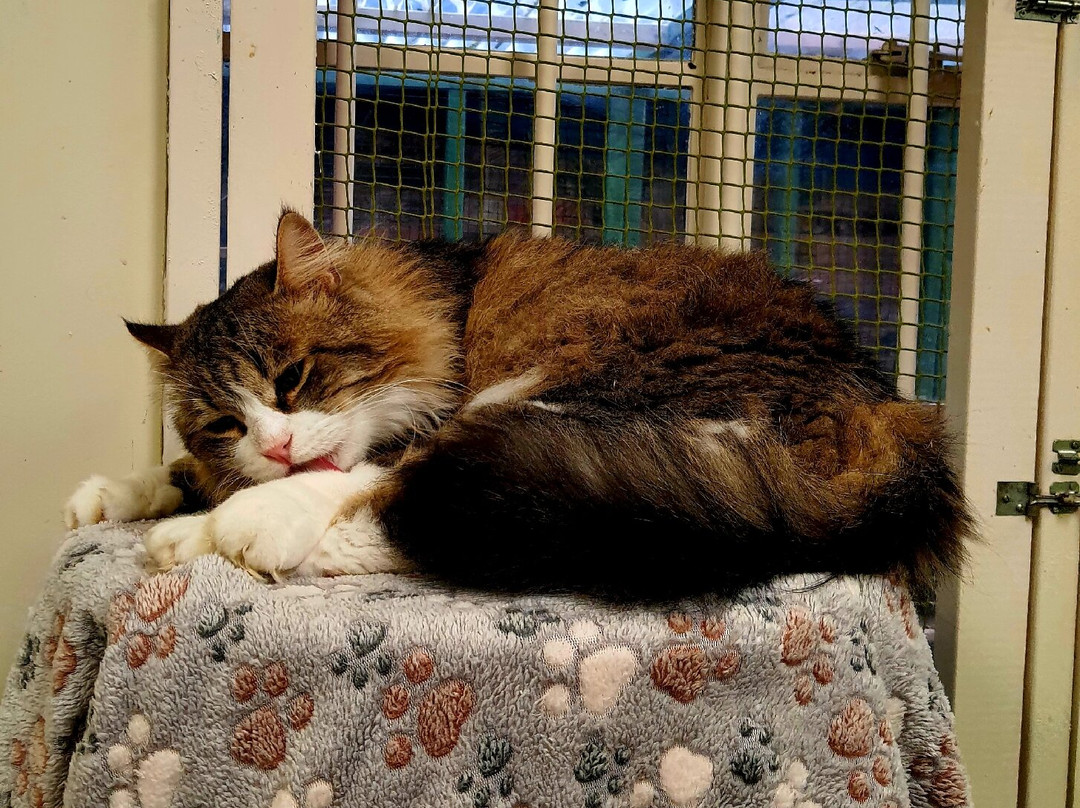 Bedford Cat Café-贝德福德必去景点