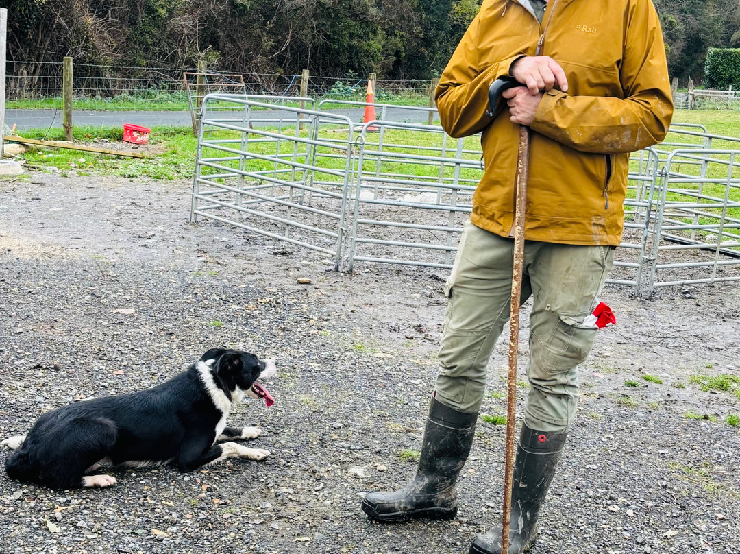 Sheep Smarts-Rathdrum必去景点
