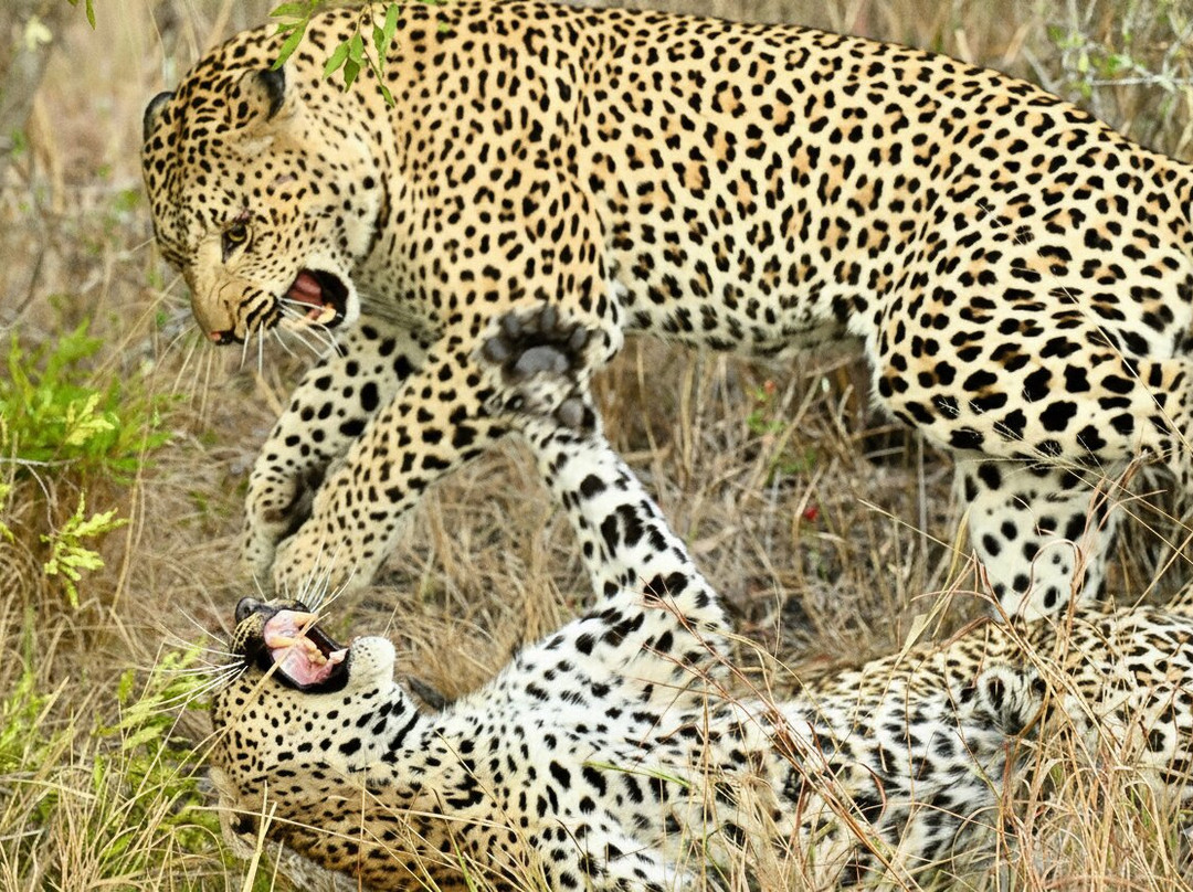 Rhulani Safaris-霍德斯普鲁特必去景点