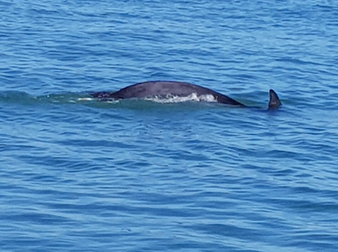 Dolphin Spotting Boat Trips (by New Quay Boat Trips)-纽基必去景点
