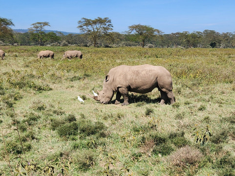 Camptrek Safaris LTD-内罗毕必去景点