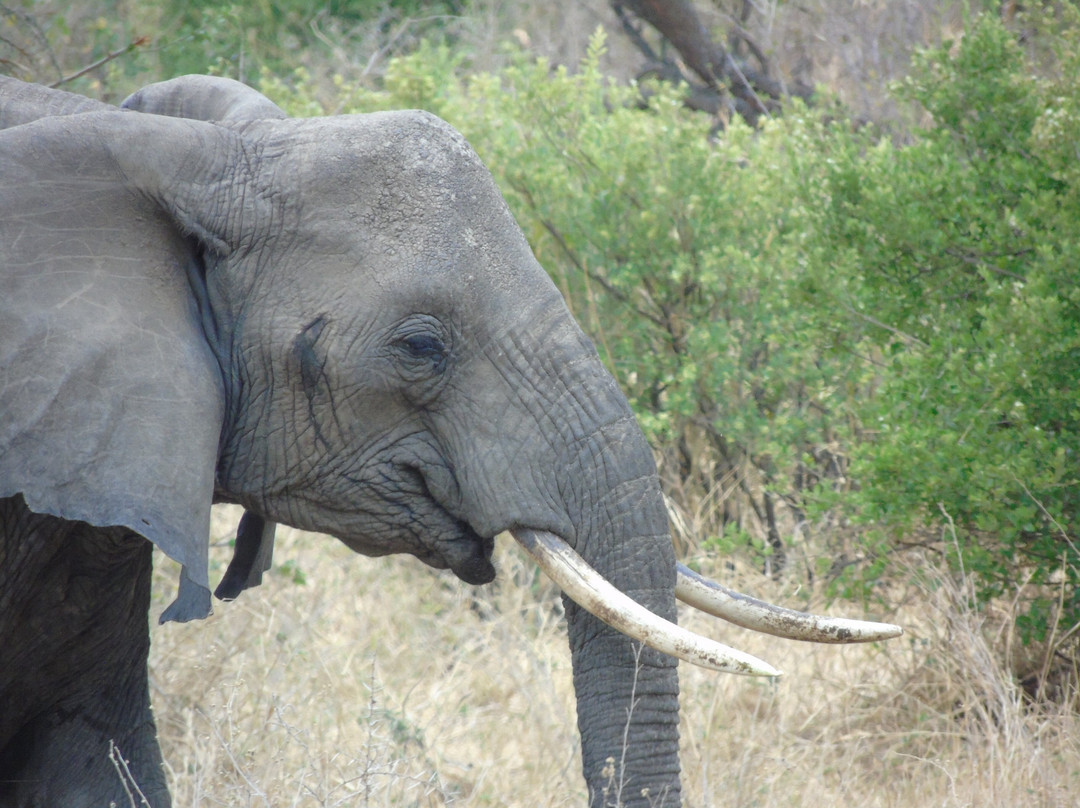 Savannah Explorers Limited-阿鲁沙必去景点