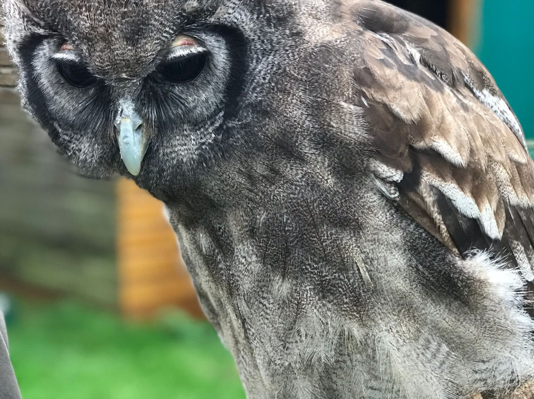 Devon Bird of Prey Centre-牛顿阿伯里必去景点