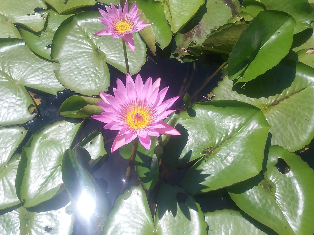 Sir Seewoosagur Ramgoolam Botanical Garden-庞波慕斯必去景点