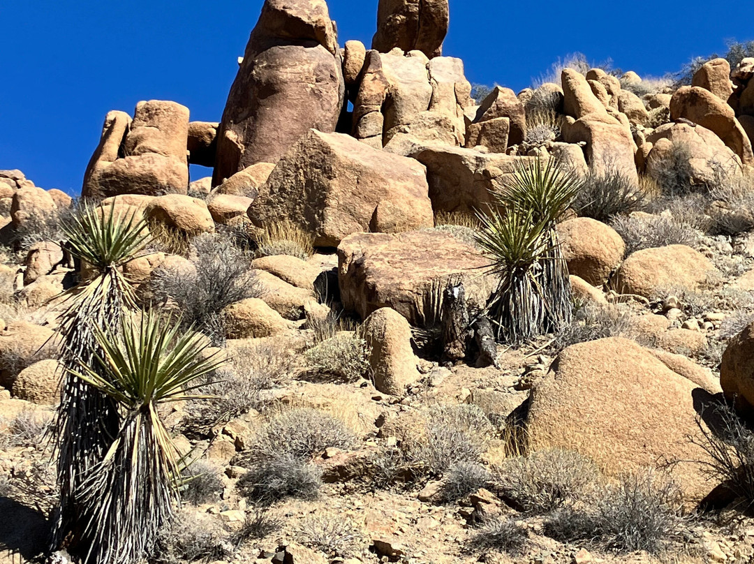 Cottonwood Spring-约书亚树国家公园必去景点