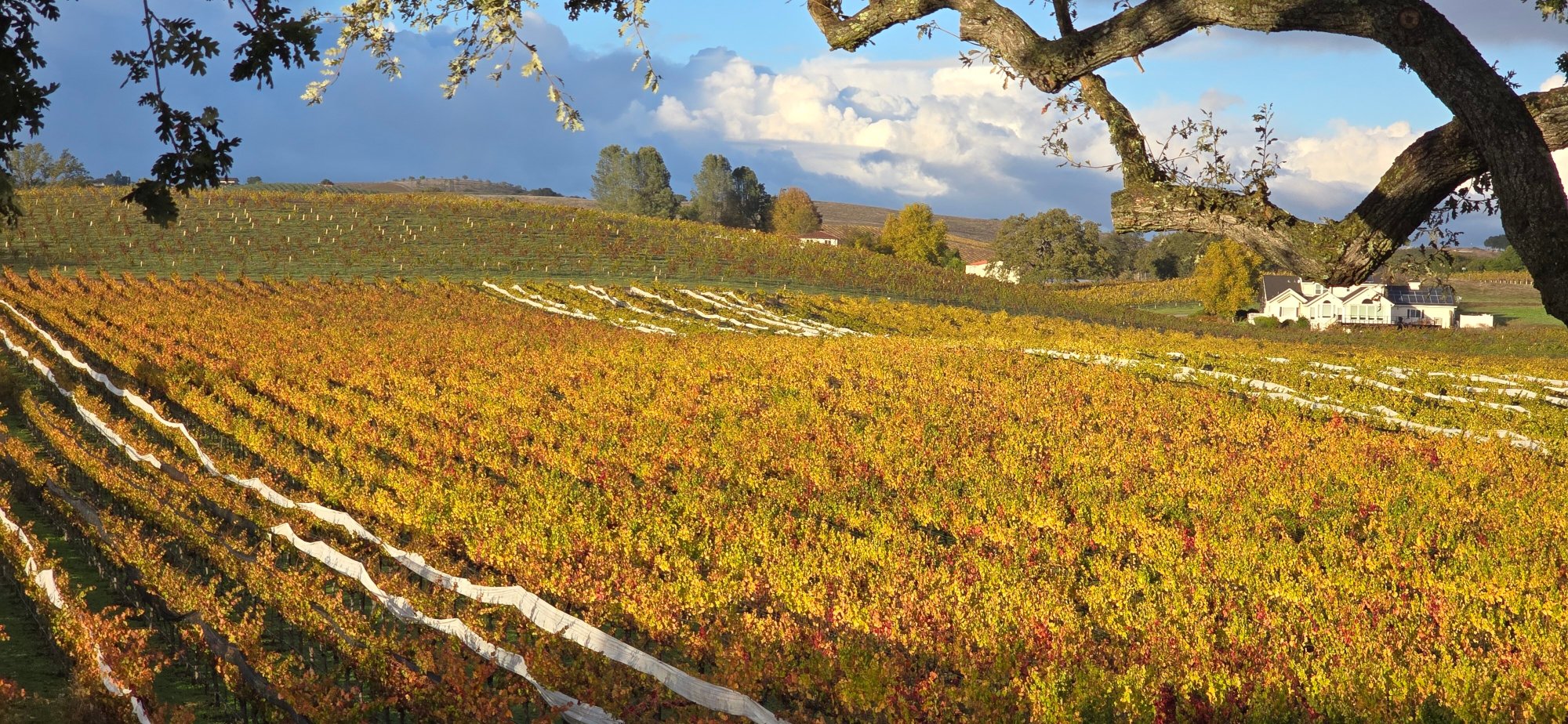 Summerwood Winery & Inn-酒店景观