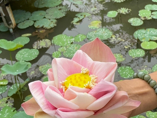 Thai Cooking with Judy-普吉岛必去景点