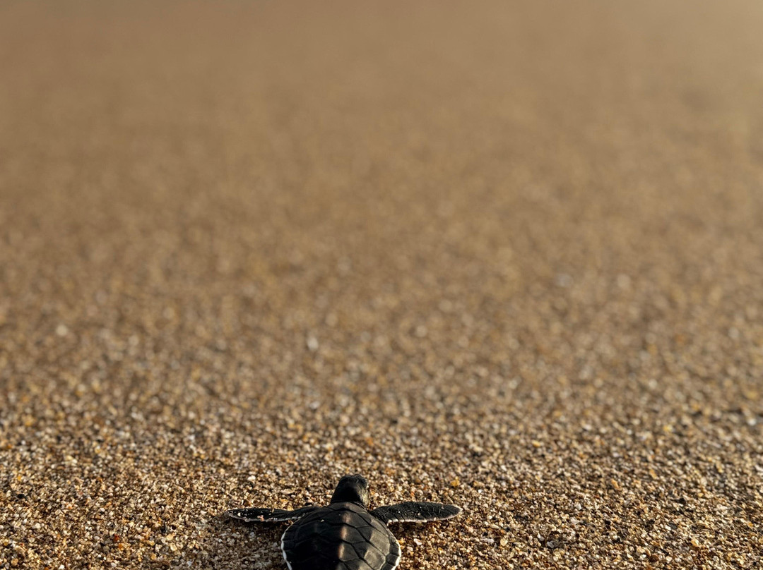 Sea Turtle Farm Galle Mahamodara-加勒必去景点