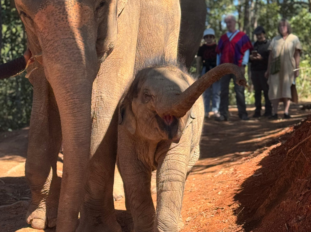 Elephant Freedom Village-清迈必去景点