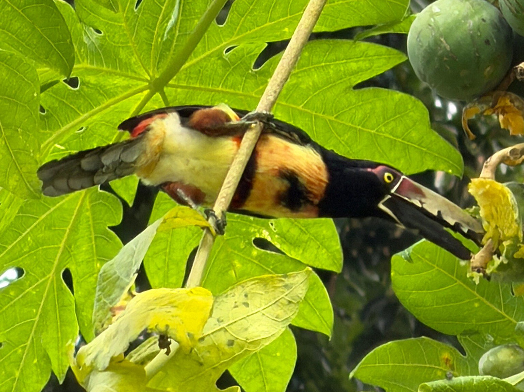 Panama Road Trips-巴拿马城必去景点