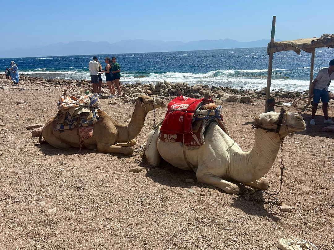 Bibo Viaggi-沙姆沙伊赫必去景点