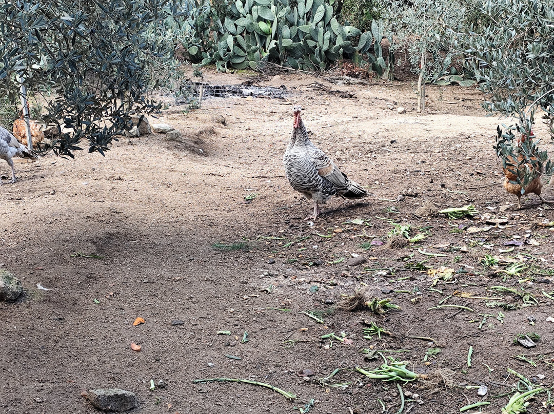 Is Burriccheddus-Burcei必去景点