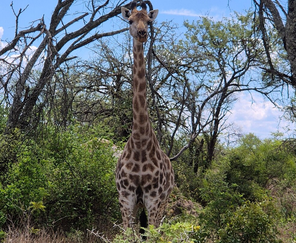 Imire: Rhino & Wildlife Conservation-韦扎必去景点