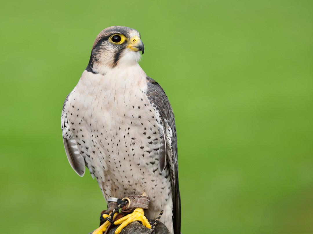 North Somerset Bird of Prey Centre-Congresbury必去景点