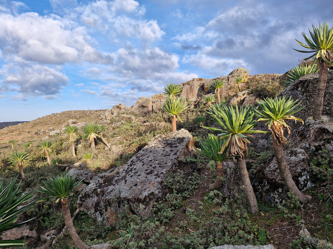 Addis Tour Guide-亚的斯亚贝巴必去景点