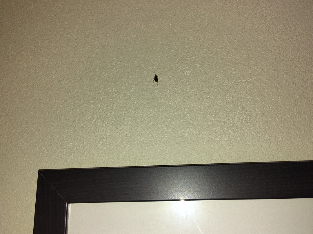 Comfort Suites Near Potomac Mills主图