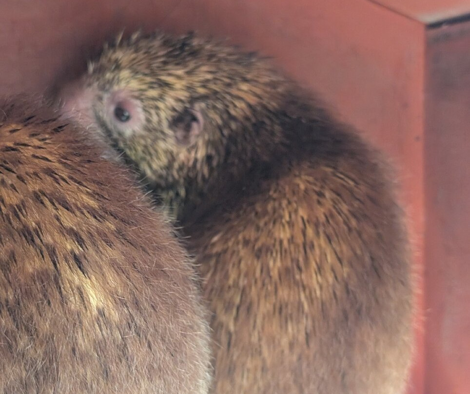 El Refugio de Potosí-芝华塔尼欧必去景点
