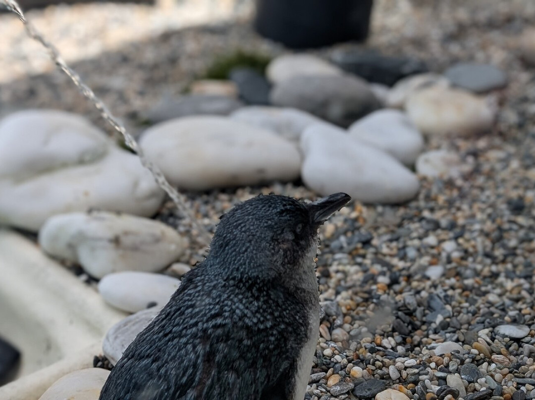 西海岸奇异鸟馆-弗朗茨约瑟夫（冰川）必去景点