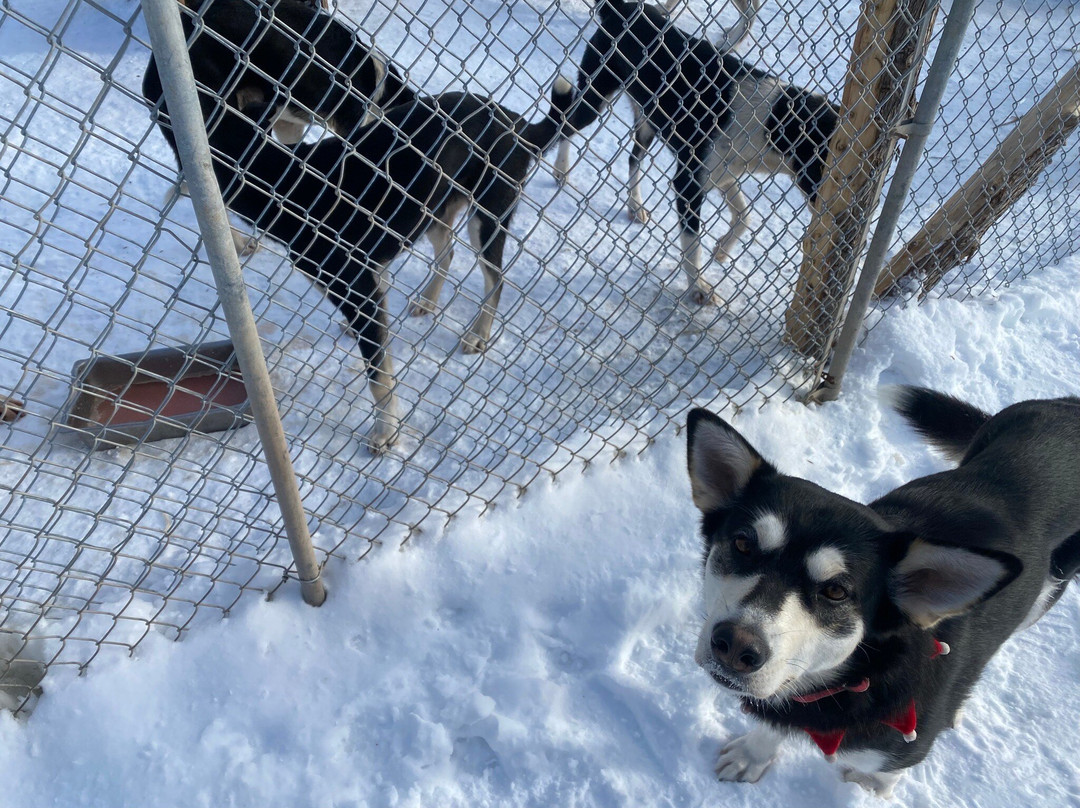 Passion Husky-李维斯必去景点