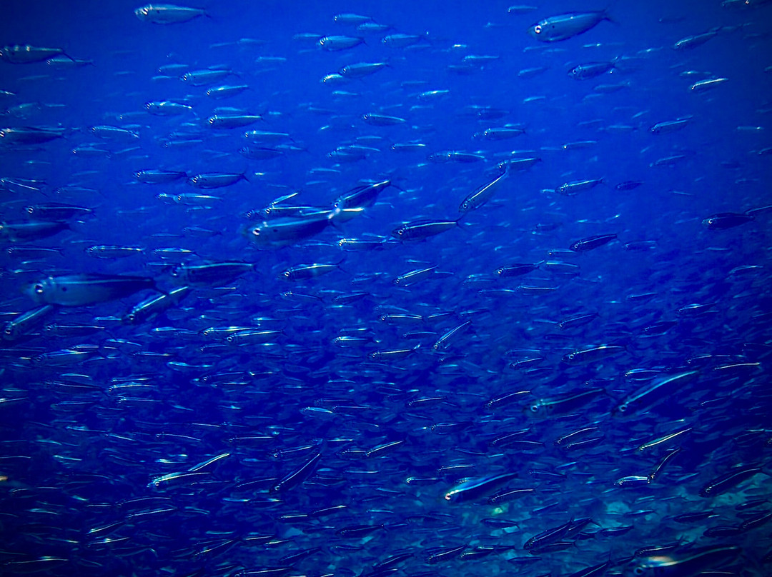 Sailing Charter Panama-Carti Tupile必去景点