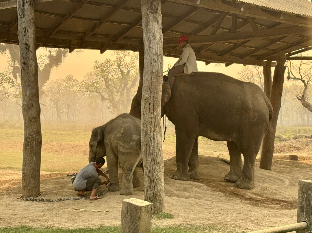 Elephant Breeding Centre-苏拉哈必去景点