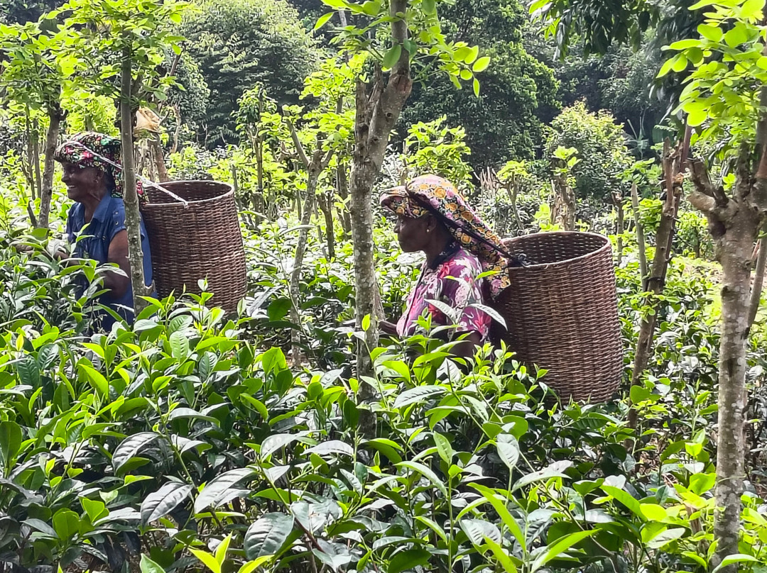 Handunugoda Tea Estate-阿杭玛必去景点